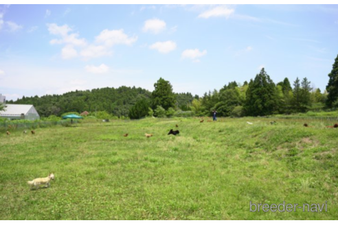 成約済の千葉県のミニチュアダックスフンド(ロングヘアード)-222400の5枚目